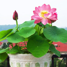 Lˮɫ_ɏNӡ҃ļNˮֲ˯ɏɻ