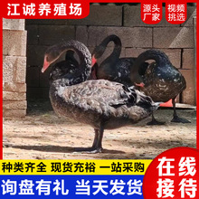 У�@���^ɢ�B�^�pˮ���Z�����Z�����˹���B��������ZÓ�غ����Z