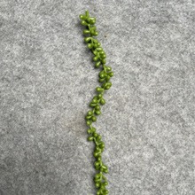 �羳TEMU����Gֲ���ˮ������������˜I�����ڒ�ֲ��Ғ������b