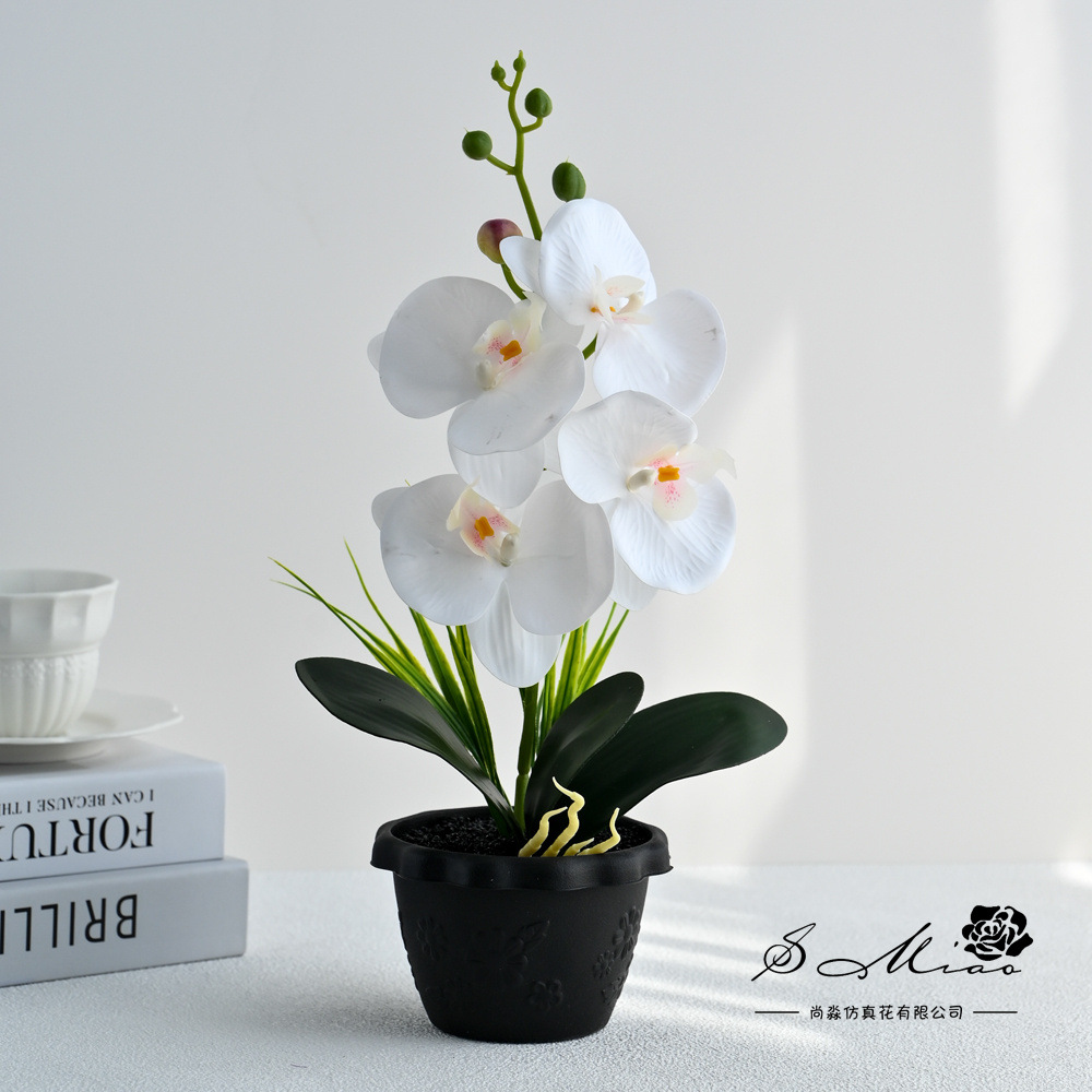 2498509 Big Four Flor Touch Butterfly Orchid Bonsai (pot de plástico)