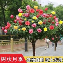 �䘶�¼������ش󻨶�ɫ�����ļ��_��ͥԺ�ߗU�����Ǽ޽Ә���¼�