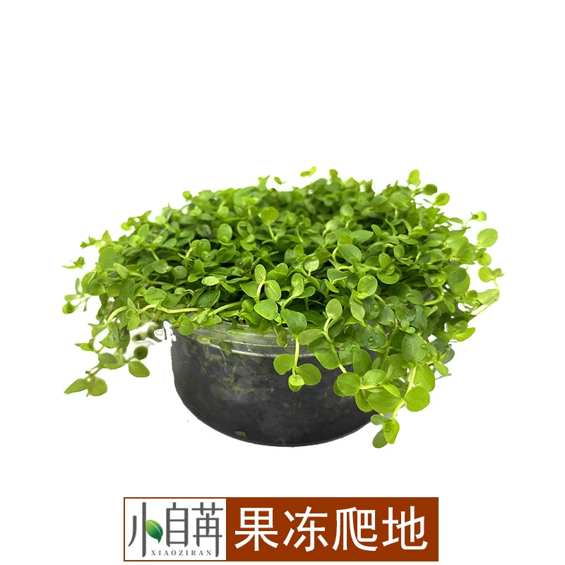 Альпинизм карликовый жемчуг в коробке Желейная чашка Япония карлик настоящая водная трава живое пастбище оптом хорошие перспективы трава маленькая самопроходная