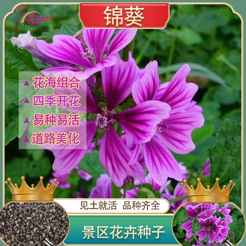 Четыре сезона легко расти легко жить семена цветов Мальвы деньги семена подсолнечника семена цветов Марлоу ландшафтное озеленение декоративных цветов море