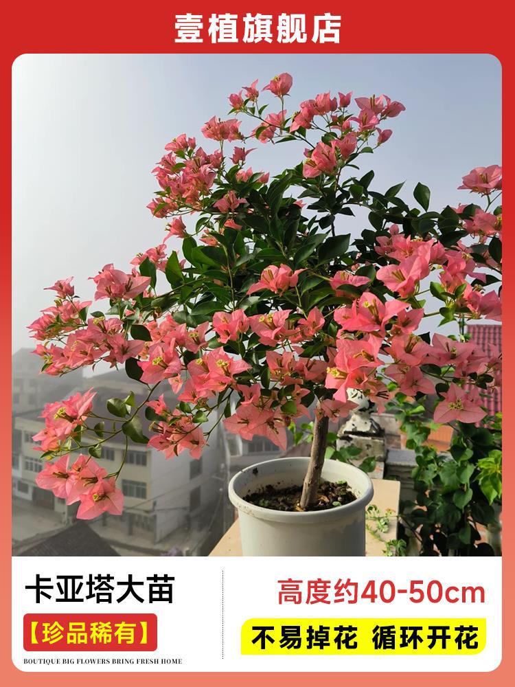 [보물 및 희귀] 카야타 큰 모종 [40-50cm | 쉽게 떨어지지 않음 | 주기적으로 꽃이 핀다]