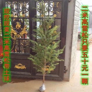 Dropshipping Courtyard Greening Project Seedlings Cedar Seedlings Cedar Saplings Cedar Trees Planted in the South and North