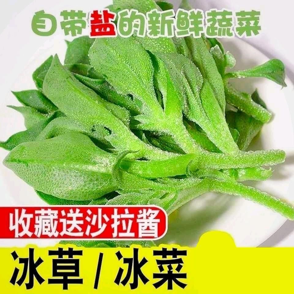 山东新鲜冰菜冰草农家凉拌蔬菜火锅食材即食生吃沙拉菜冰叶直发