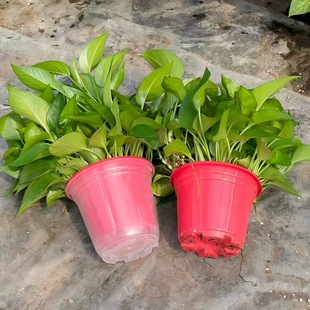 �V�|����ֱ�N���_�lƱ�G�}�����҃Ȼ��ܾGֲ���l���m�L�پG�j����