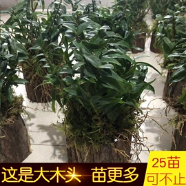 石斛/枫斗;盆栽;礼品盒