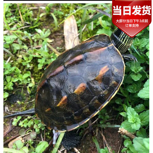 珍珠龟花龟台湾草龟活体小乌龟批发零售 宠物龟 外塘养殖场直供