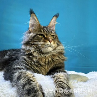 ���N��Ѫ�Lë����؈С؈��؈���ͰԚ��ػ��y���P�נ��t��������w