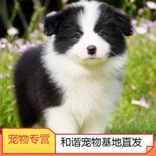 边牧幼犬纯种活体便宜小狗黑白双血统金色陨石边境牧羊犬宠物狗狗