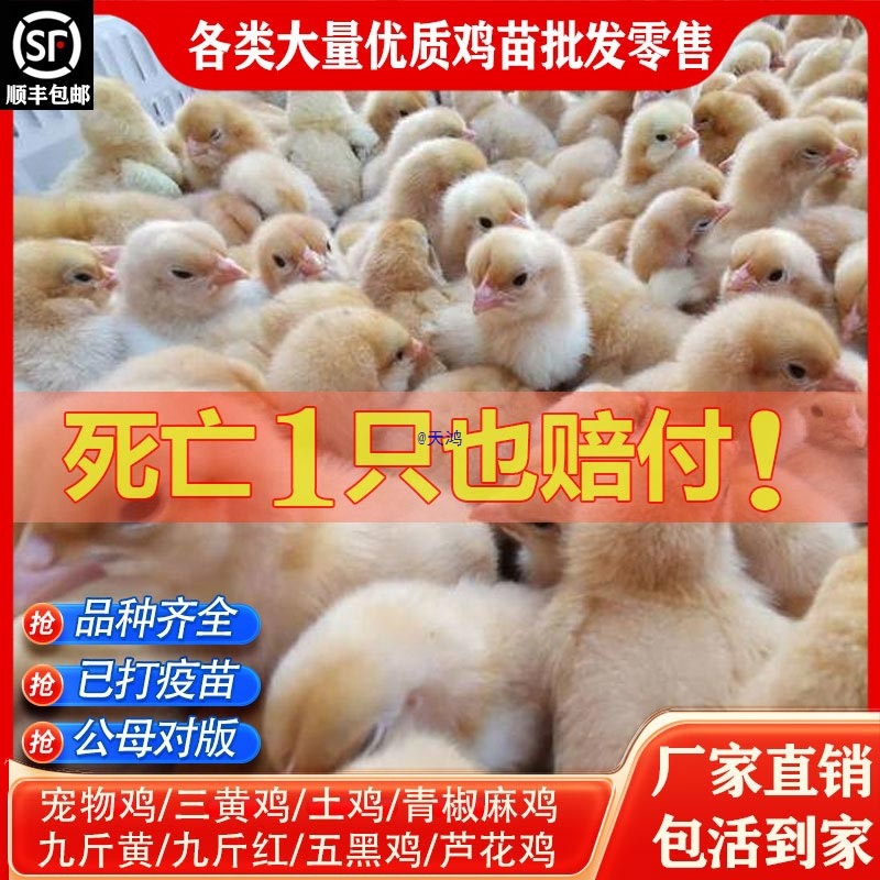 小鸡活苗小鸡仔活的五黑绿壳蛋鸡家养土鸡三黄鸡苗芦花鸡活苗宠物