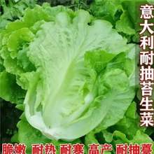 ������_�R���˷N���͟��ͺ����Ե����߲˷N�Ӵ������˿��x�ͳ�޷