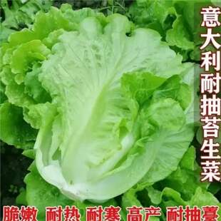 ������_�R���˷N���͟��ͺ����Ե����߲˷N�Ӵ������˿��x�ͳ�޷