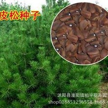 ��Ƥ�ɷN�Ӯ����²������׹�������ɻ�Ƥ�Ƀ��|�ɘ�N���Aɽ����