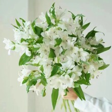 云南鲜花批发水仙百合鲜切花六出花真花配花花店批发用花云南鲜花