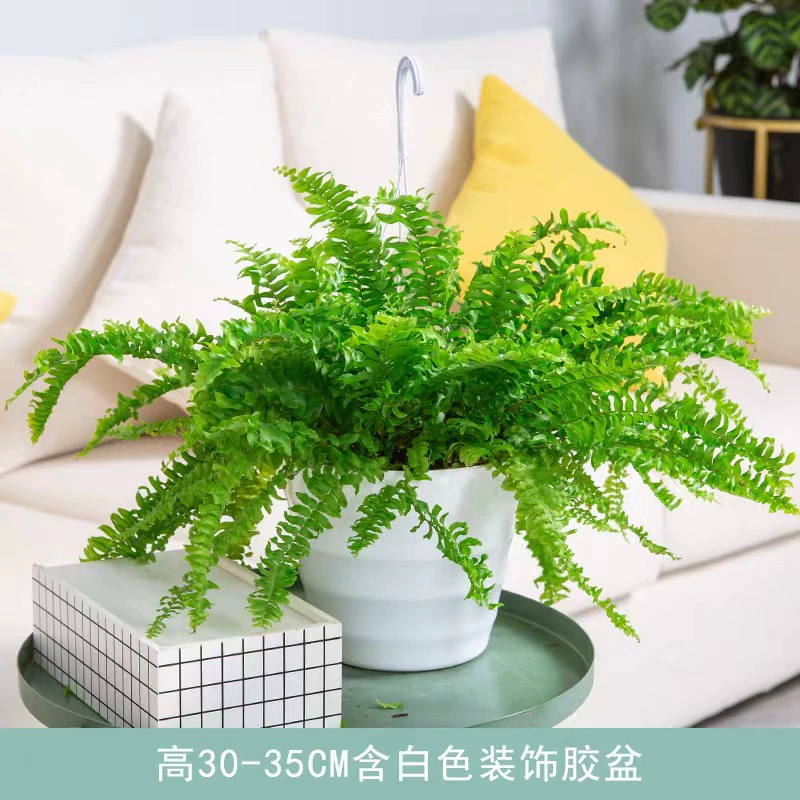 Бостон папоротник в горшках зеленая посадка в помещении гостиная длинный ротанг висит Клевер растение формальдегид очиститель воздуха Бостон папоротник