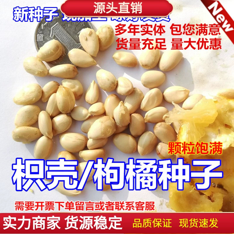 新采枸橘种子枳壳种子枸桔积壳籽橘子红橘种子嫁接砖木带刺篱笆墙
