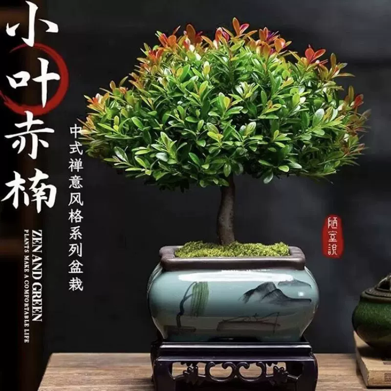 小叶赤楠老桩盆景苗植物花卉微景观水培办公室内好养四季常青盆栽