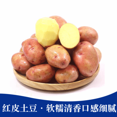 2021现挖云南新鲜高原红皮黄心大小土豆 口感沙面粉糯香甜马铃薯
