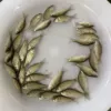 Карась, 2–3 см, 100 шт.