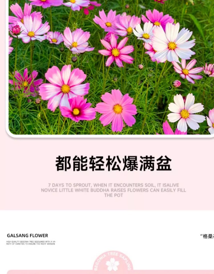 O1CN015Z4ncc25nZdjxd8yQ_!!2214