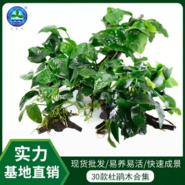 水草及肥料;其它水族用品;造景/装饰