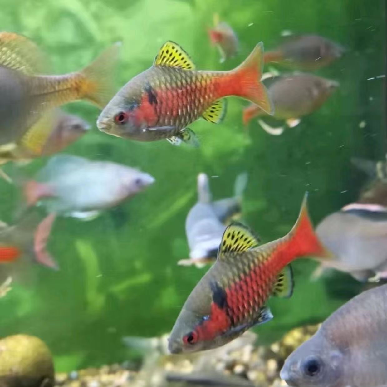 3-4厘米钻石彩虹鲫公鱼  热带鱼 观赏鱼 灯鱼