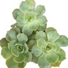 Uneno succulent plant beheading seedlings, succulent seedlings, root -free base wholesale [Samarti gardening]