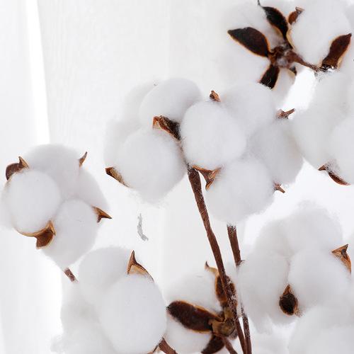 Cotton dried flowers Christmas cotton single colorful cotton flower arrangement props diy simulated cotton Christmas accessories immortal flowers