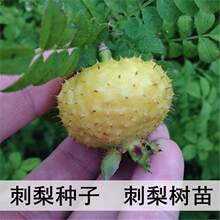 批发刺梨种子 当年结果 刺梨树苗 黄刺梅种子 梨梅 贵州刺梨种子