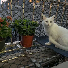 封阳台网猫咪围栏网大孔塑料网儿童楼梯防护网宠物防坠落安全网格