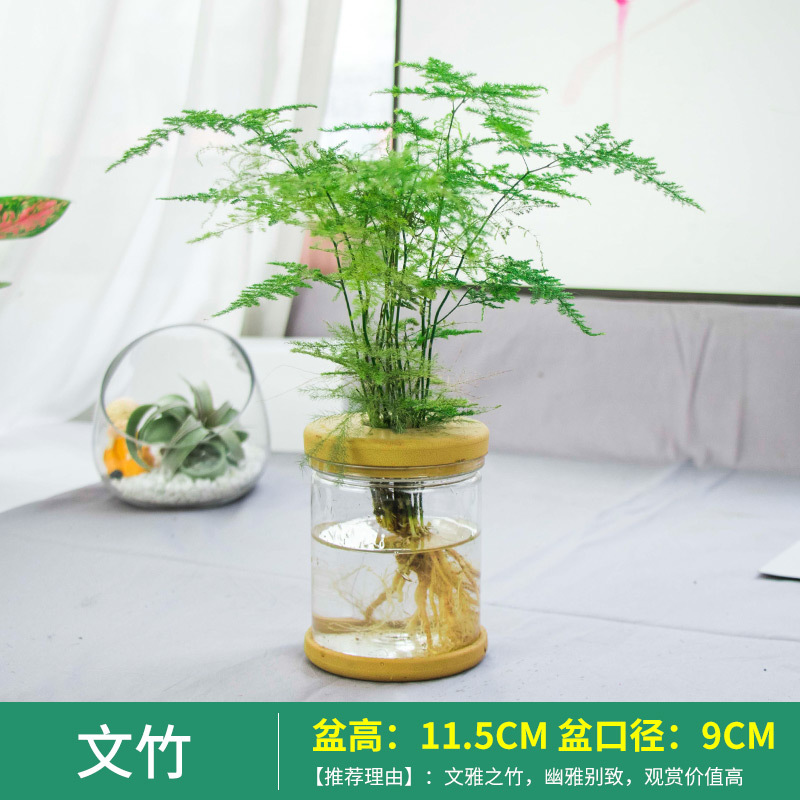 Plantas hidropónicas en maceta de flores de oficina de flores pequeñas plantas verdes en todas las estaciones, fácil de cultivar plantas en maceta de agua suculenta.