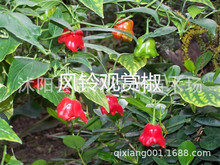 蔬菜種子盆栽五彩甜椒辣椒種子彩包朝天椒牛角椒羊角椒線椒種子