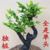 Wono -leaflet rosewood bonsai rosewood stump living room bonsai indoor potted flowers four seasons evergreen plant