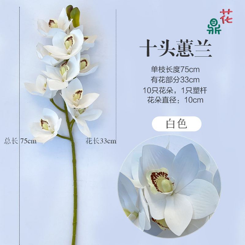 10 cymbidium cymbidium White