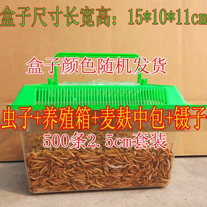 500条虫子2.5厘米+养殖盒套装