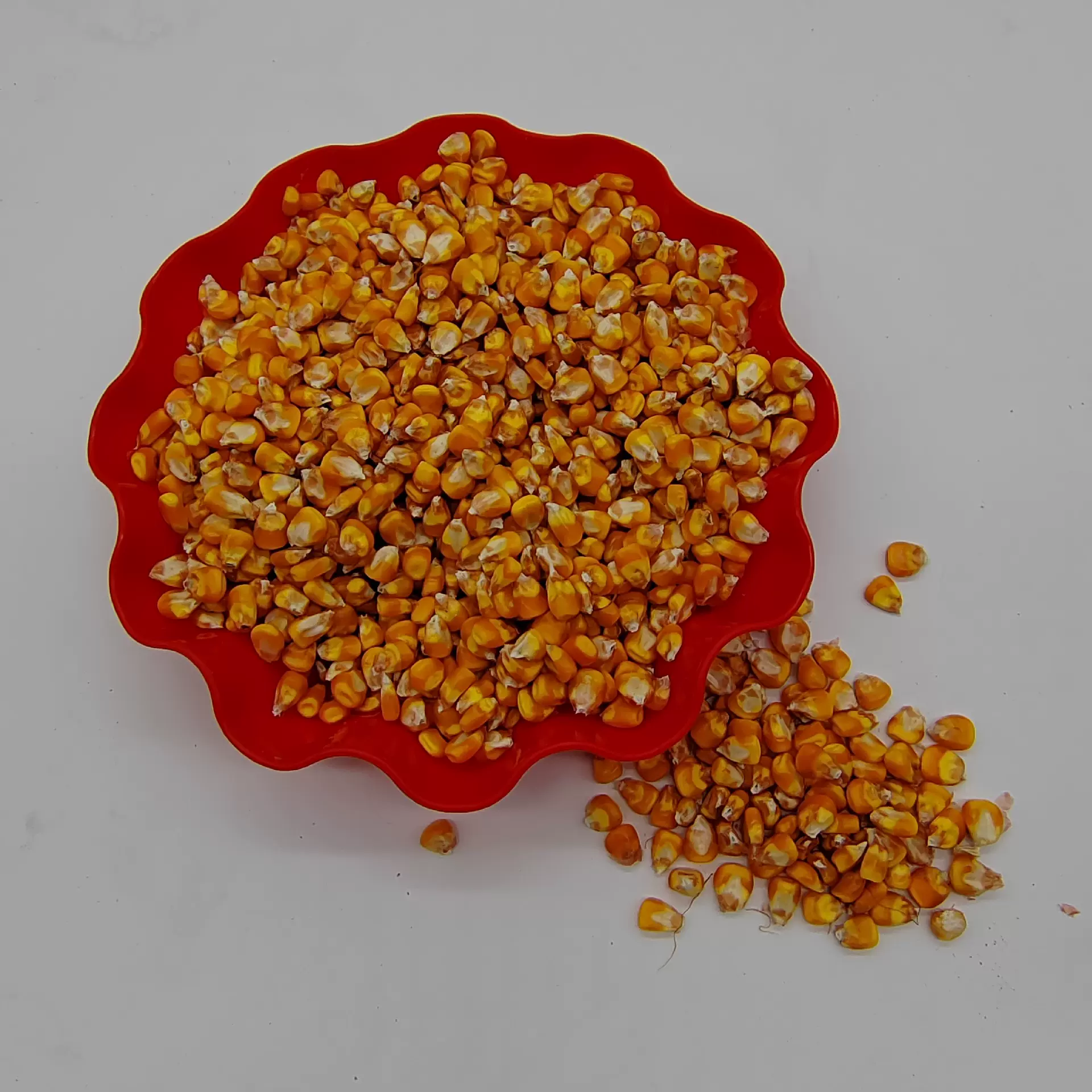 供应玉米粒 养殖玉米散装玉米粒  鸡鸭鹅猪鸽子粮食 钓鱼打窝