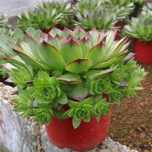 Guanyin Lotus Plant Is a Large Indoor Dormitory That Is Easy to Grow in Pots. Large Succulent Old Piles and Small Bonsai That Are Easy to Explode