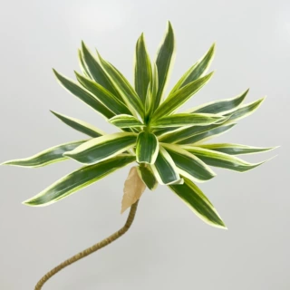仿真手感百合竹高品质绿植家居装饰室内插花软装花艺造景现货批发