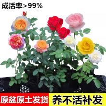 õ�廨�簬ɯ ������¹����¼������� �ļ��Nֲ�����_���W���Nޱ