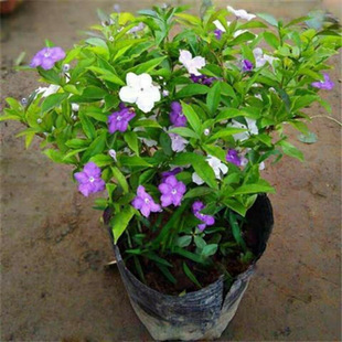 (������)�pɫ�����������ļ�������ζ�����҃Ȼ���ˮ�辰�x��