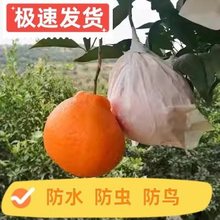 柑橘套袋专用袋脐橙橘子包橙橙子套袋耙耙柑套袋子柑桔保护防虫跨