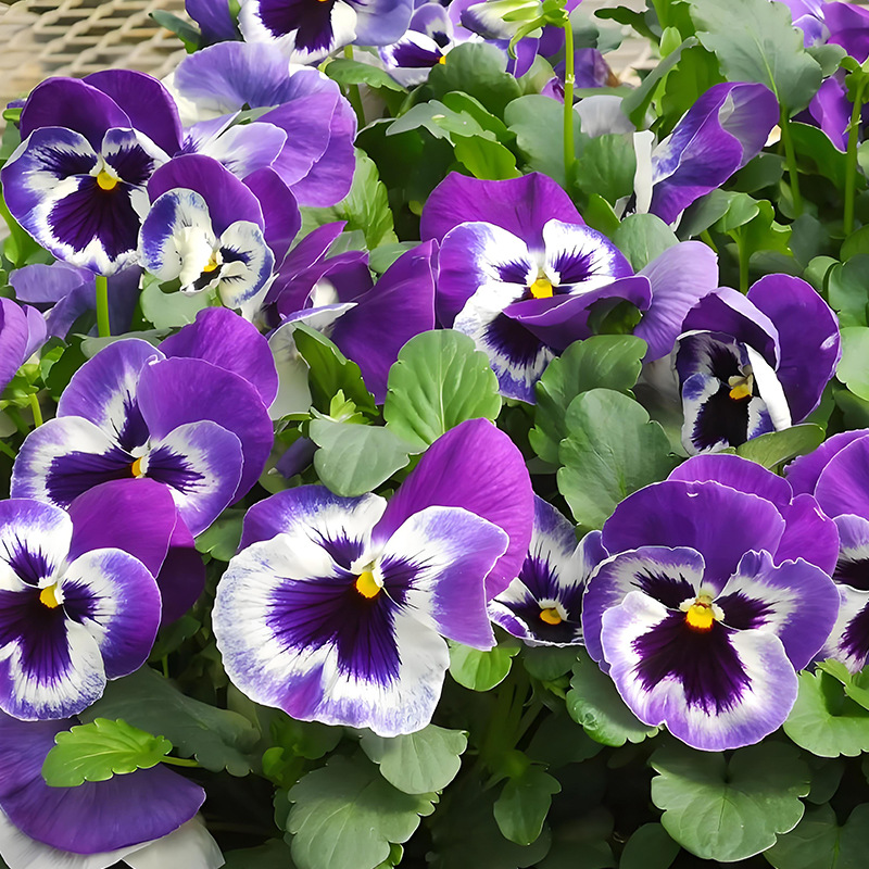 Pansy/about 500 capsules