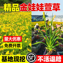 ��������ݻ����ļ����B��������n���ͺ�ֲ�ﻨ�����Թ�������