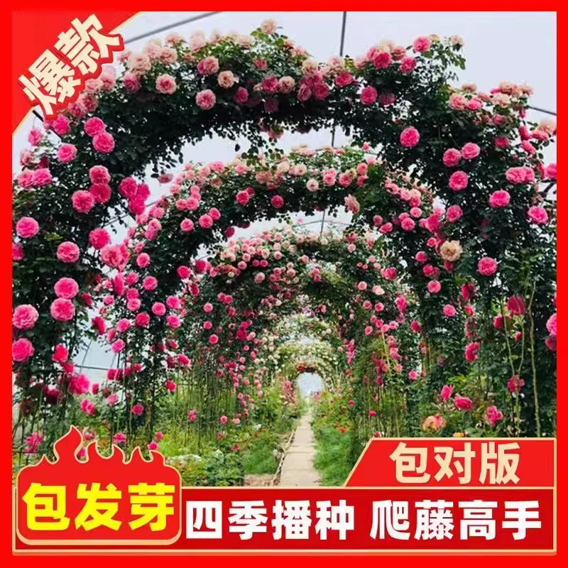 Восхождение на стену розы цветы семена семена четыре сезона посев цветущие розы