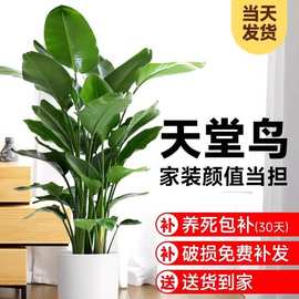富贵鸟绿植盆栽花苗鹤望兰鸟焦带花苞室内大型客厅办公室天堂鸟