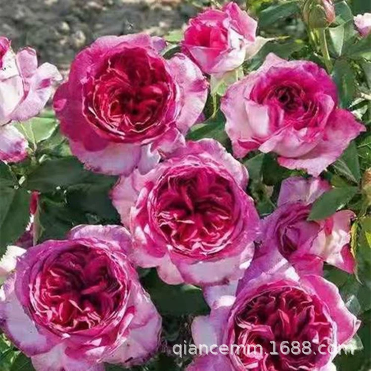 Большой цветочный пирог с черничным вкусом Лучжоу, рассада китайской розы, двойной лепесток в горшке, всесезонный кустарник, цветение китайской розы