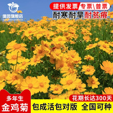 金鸡菊花籽多年生宿根大花金鸡菊花种籽子四季易活花海色块花期长