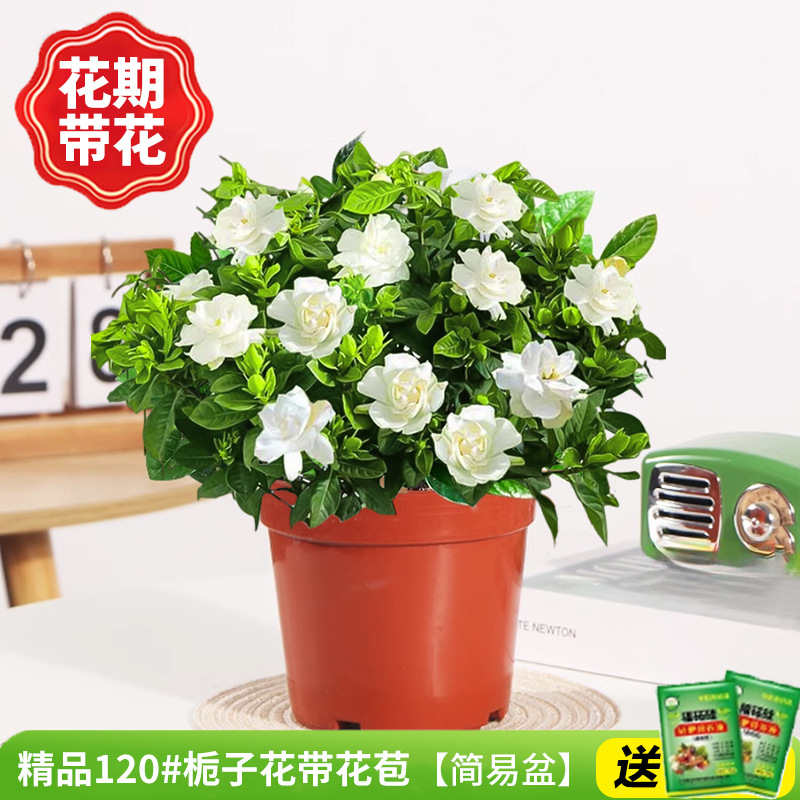 [폭발기] 부티크 120#치자나무 개화기에는 꽃(간단한 화분)을 넣어 영양분을 공급합니다.